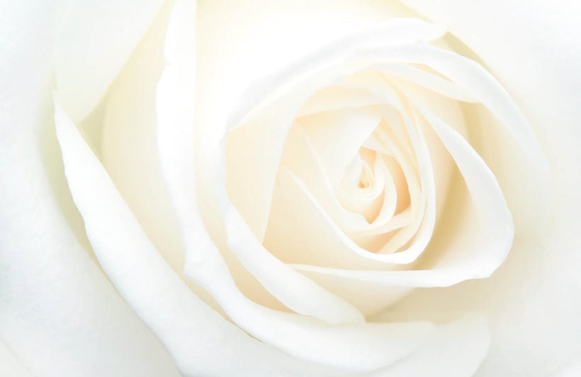 ผล๥าร๨้นหารูปภาพสำ​หรับ white rose