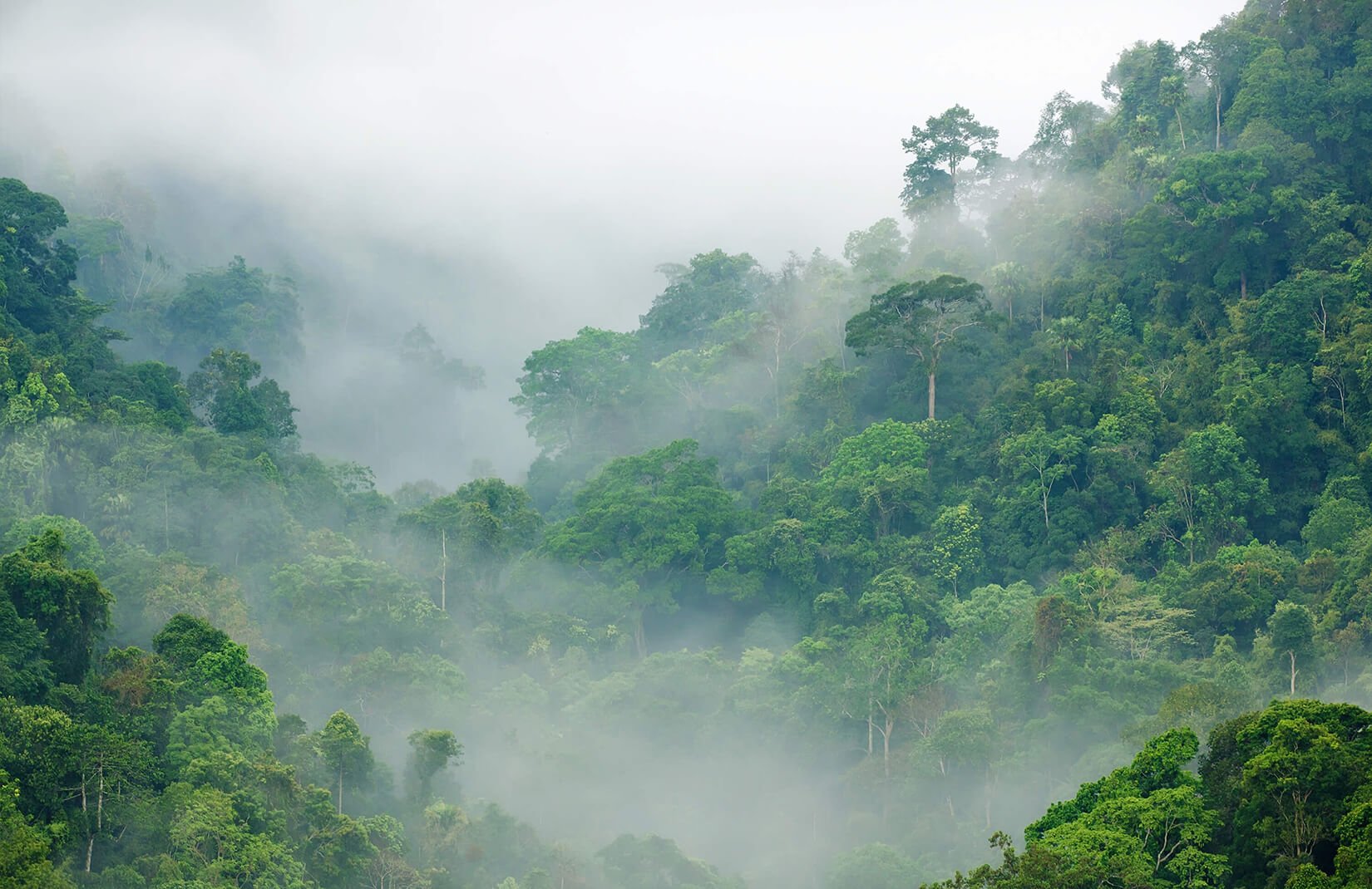 misty-rainforest-plain.jpg