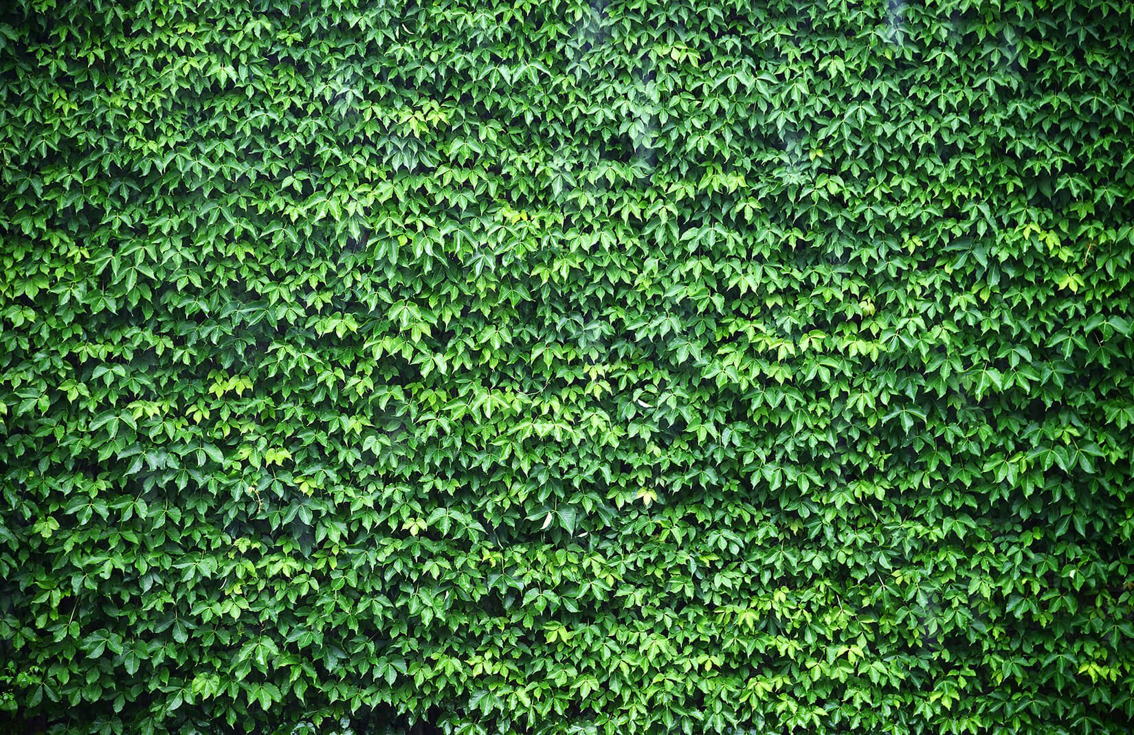 wall of green ivy texture plain